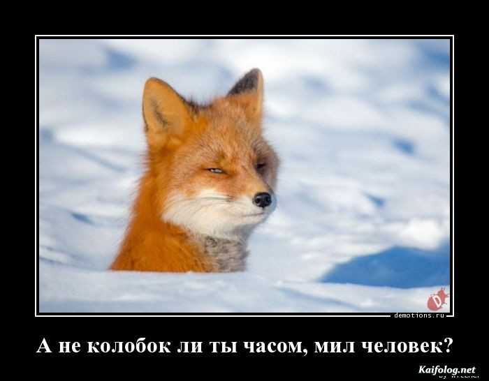 прикольный демотиватор