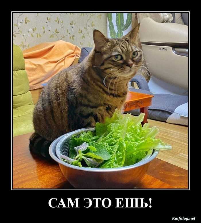 прикольный демотиватор
