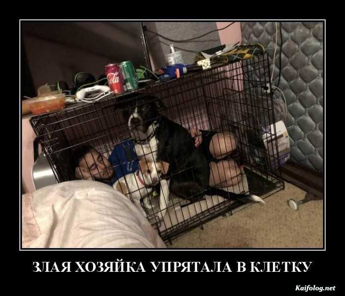 прикольный демотиватор