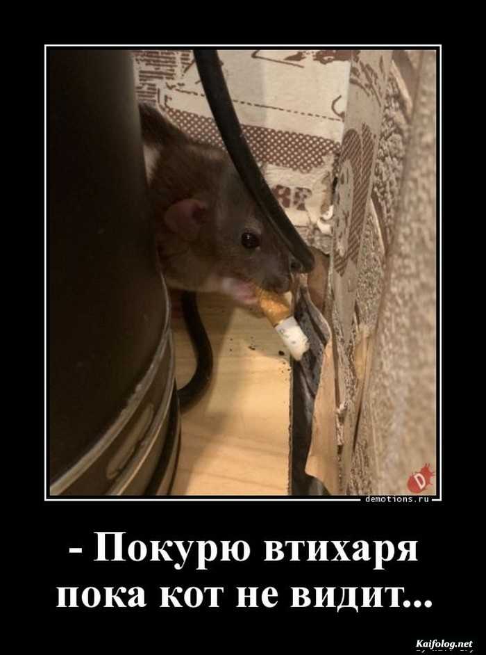 картинка демотиватор