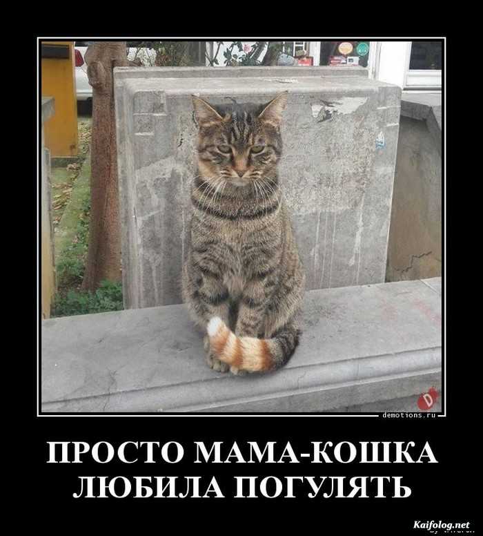 картинка с надписью демотиватор