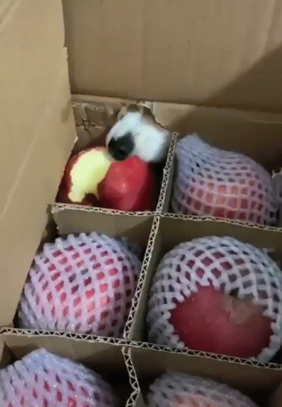 прикольная гифка