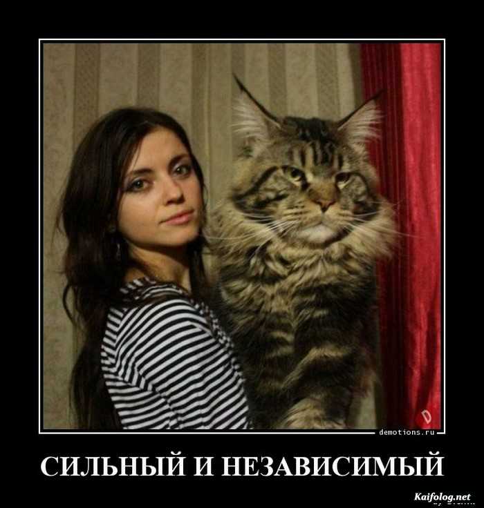 картинка с надписью демотиватор