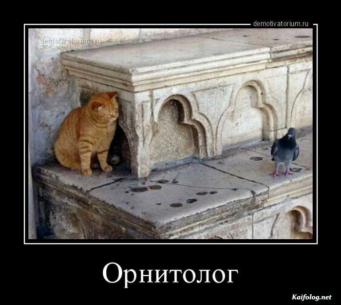 смешной демотиватор
