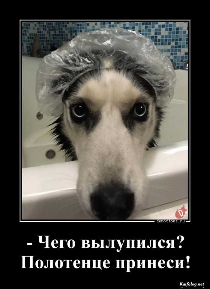 смешной демотиватор