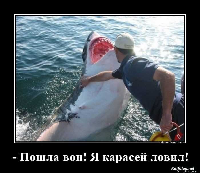 прикольный демотиватор