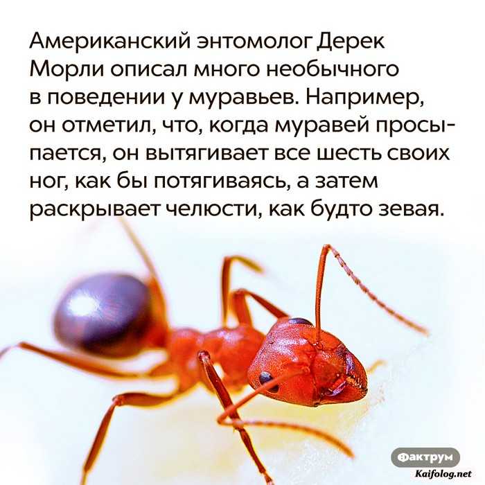 картинка с фактом