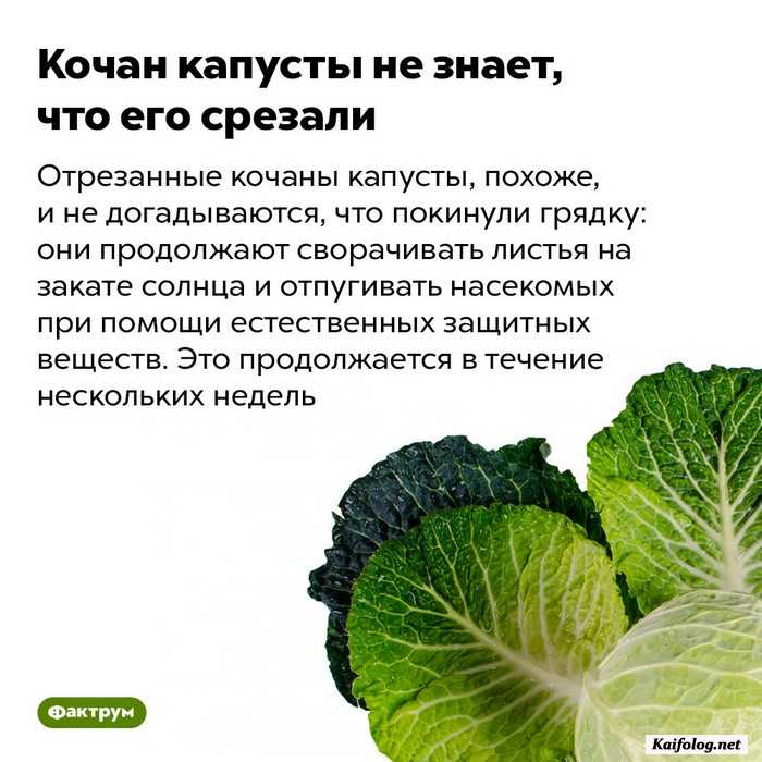 картинка с фактом