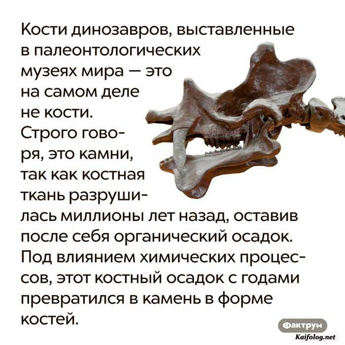 картинка с фактом