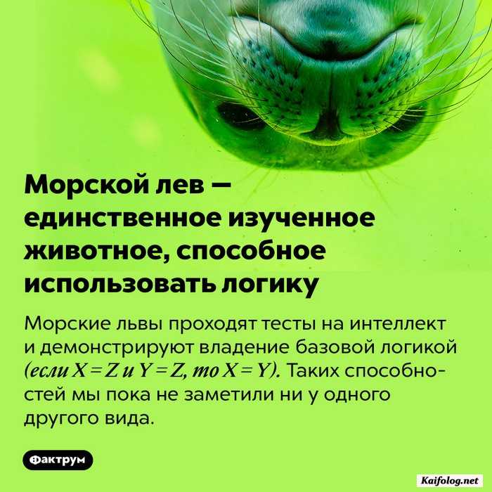 картинка с фактом