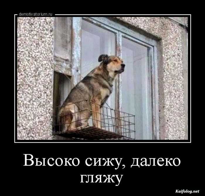 забавный демотиватор
