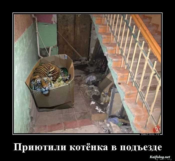 забавный демотиватор