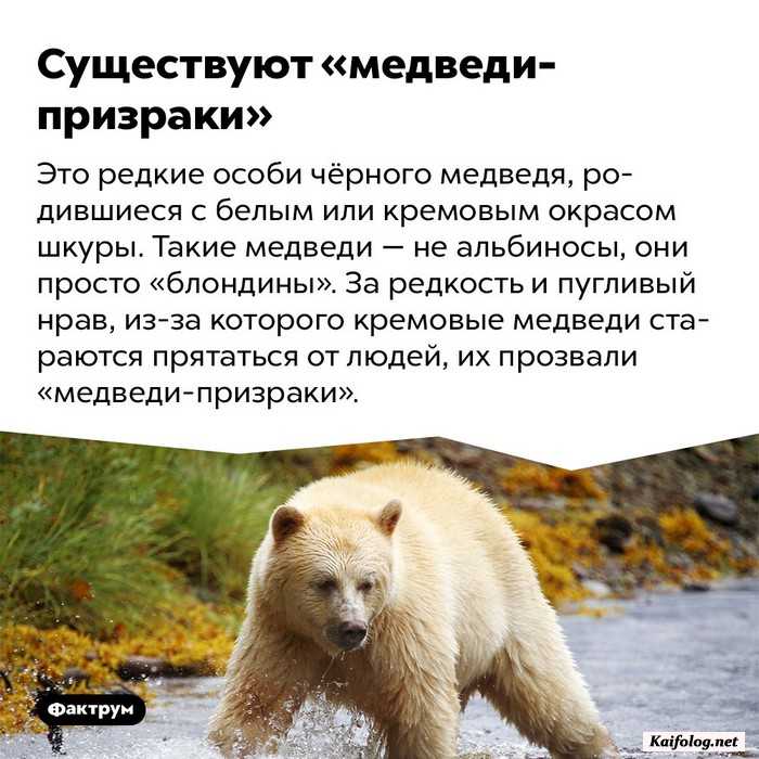 интересный факт картинка
