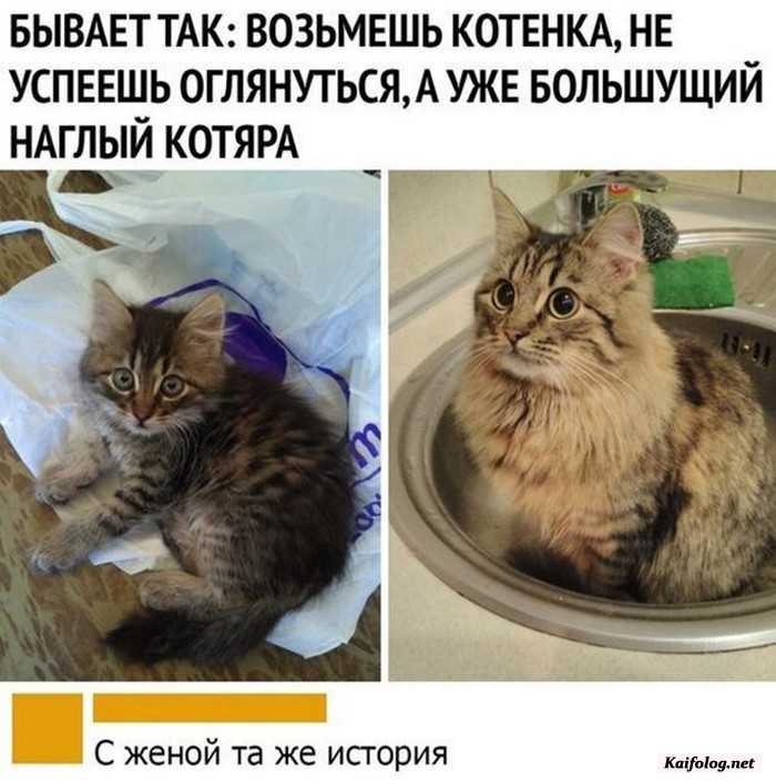 прикол фото