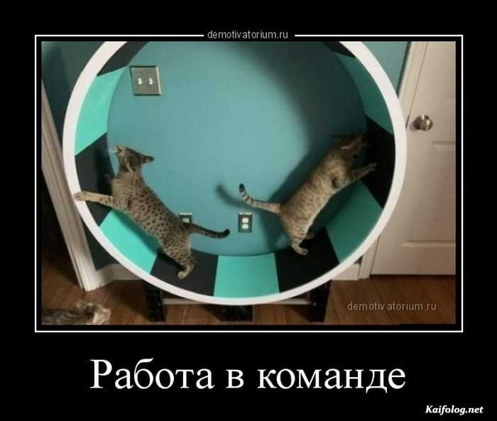 прикольный демотиватор