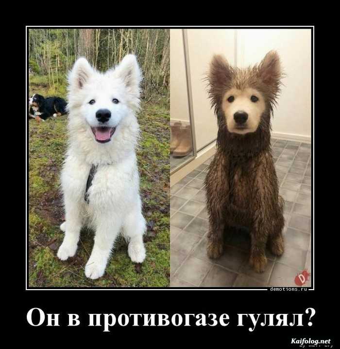 картинка с демотиватором