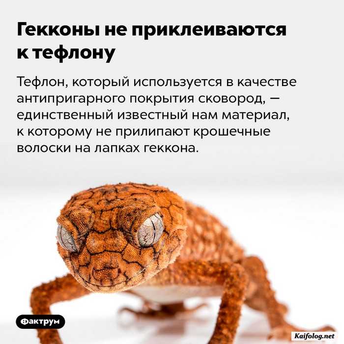 занимательный факт картинка