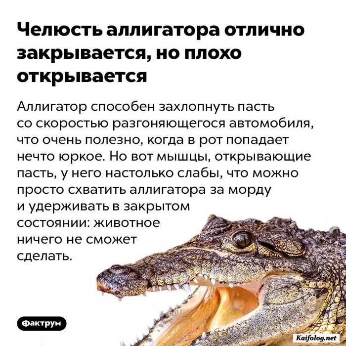 занимательный факт картинка