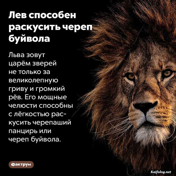 занимательный факт картинка