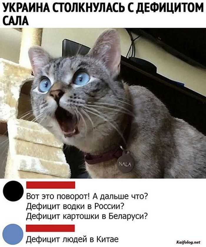 веселая картинка