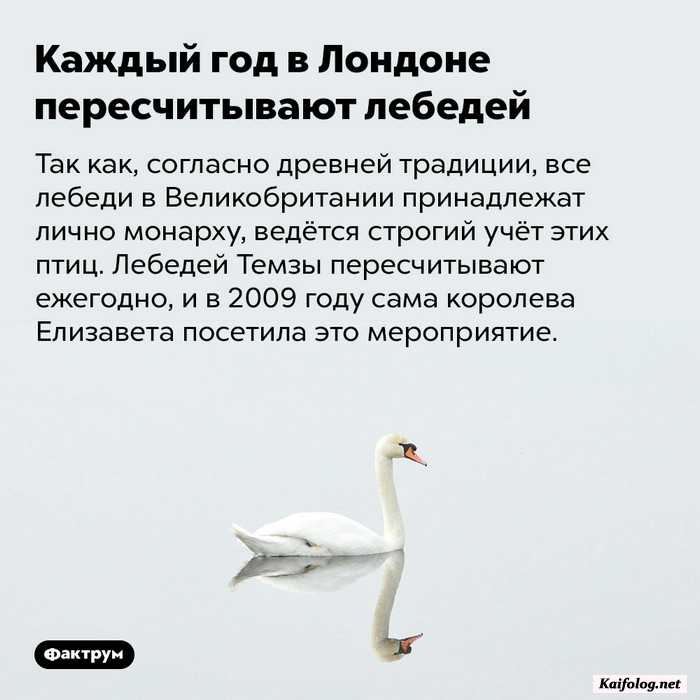 картинка с фактом