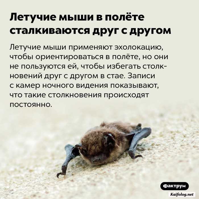 картинка с фактом