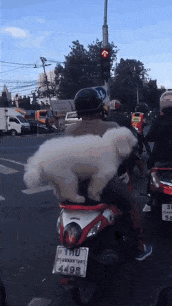 прикольная гиф картинка