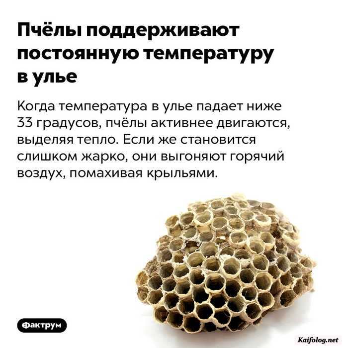 интересный факт