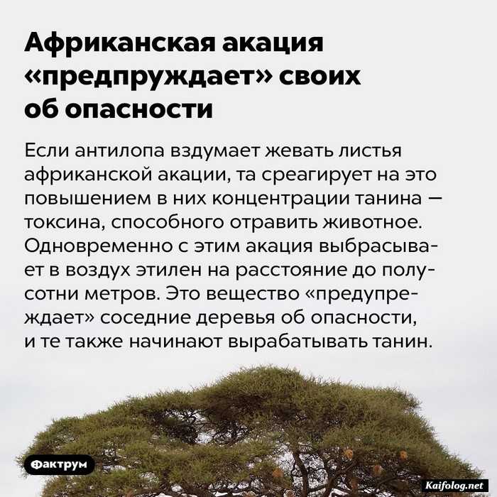 интересный факт