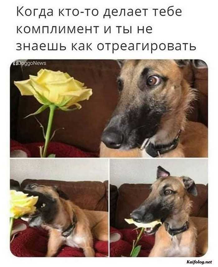 фотоприкол