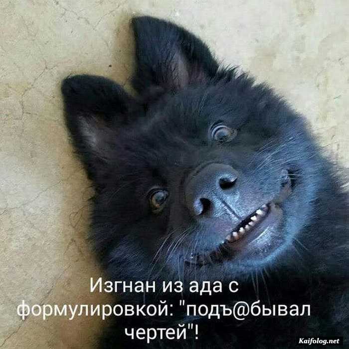 фотоприкол