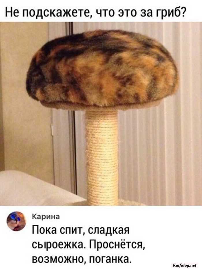 фотоприкол