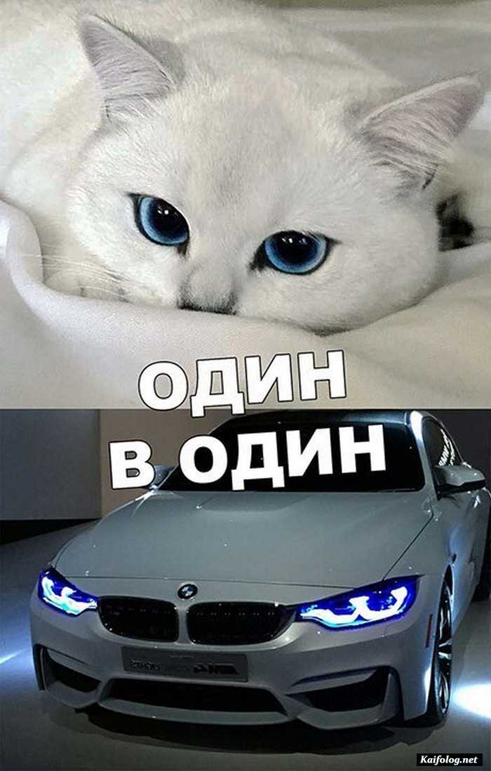 юморное фото