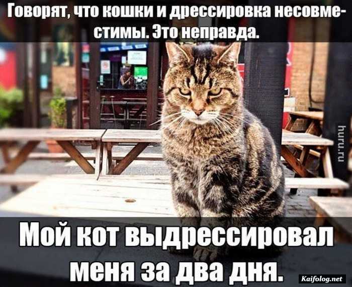картинка прикол