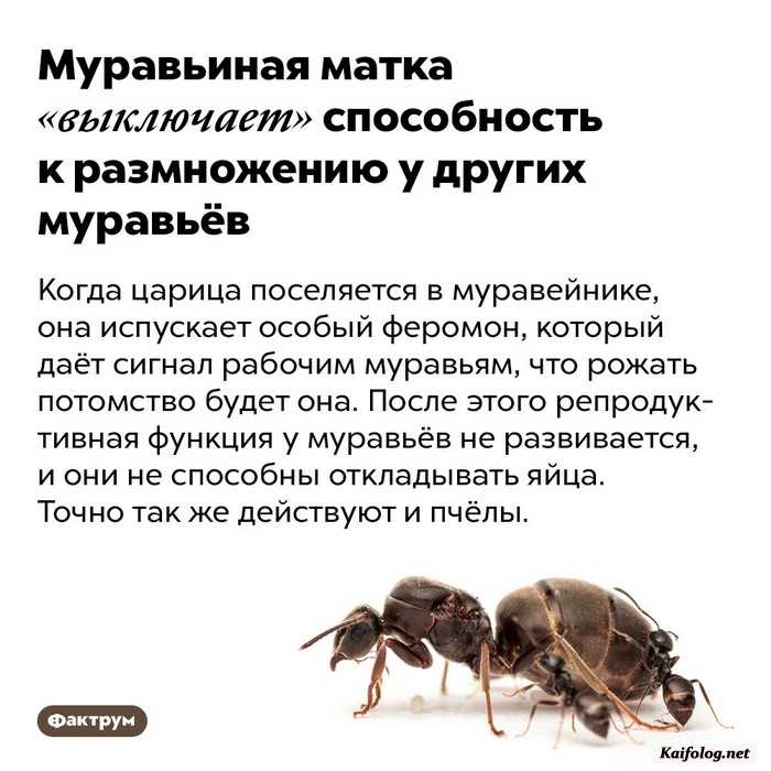 факт занимательный