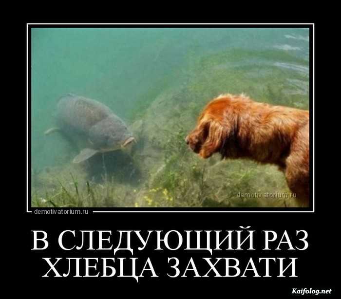 демотиватор прикольный