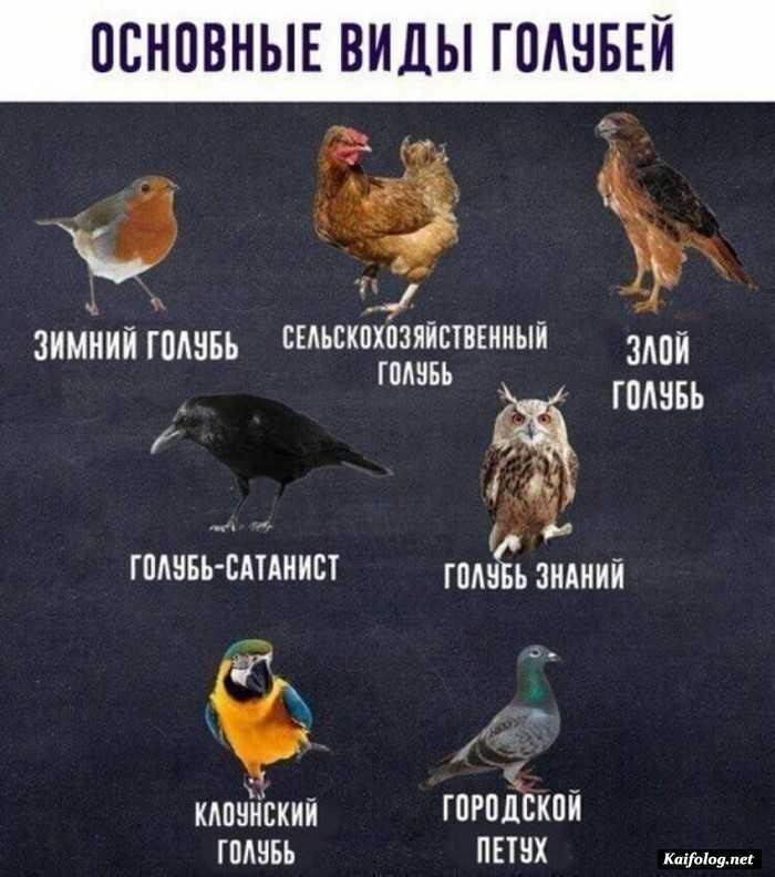 картинка прикольная с текстом