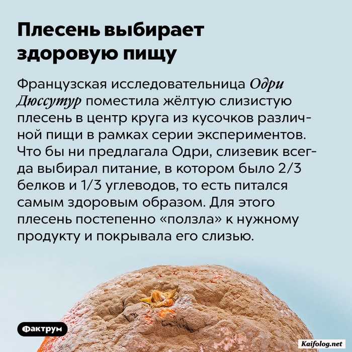 факт интересный