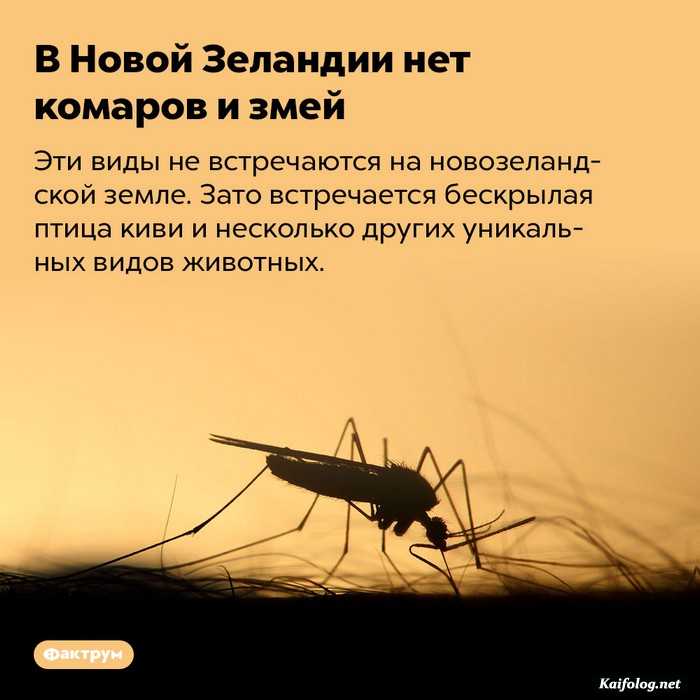 интересный факт