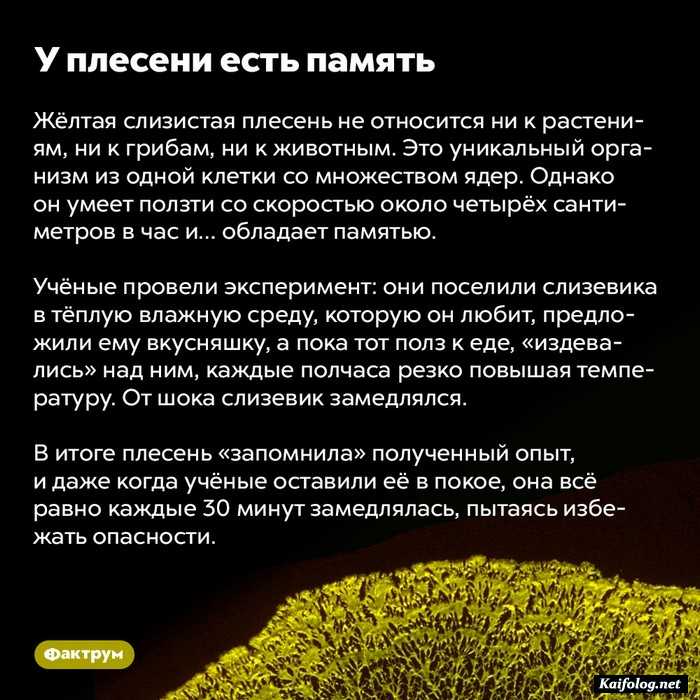 интересный факт