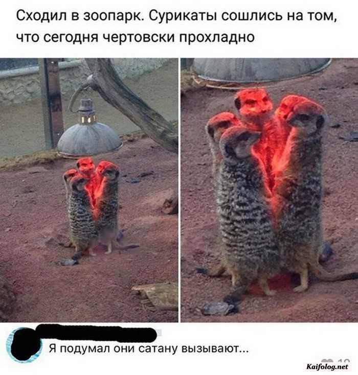 фотоприкол