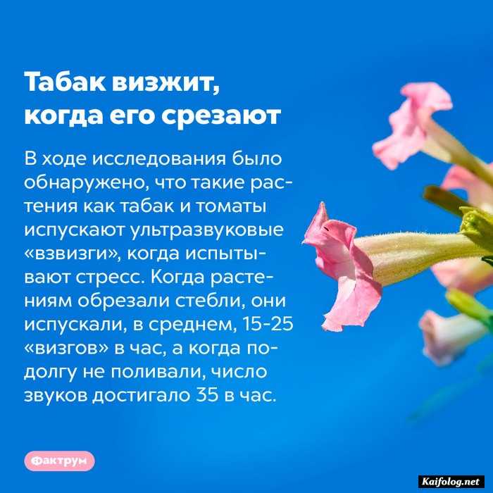 интересный факт картинка
