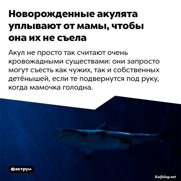 интересный факт картинка