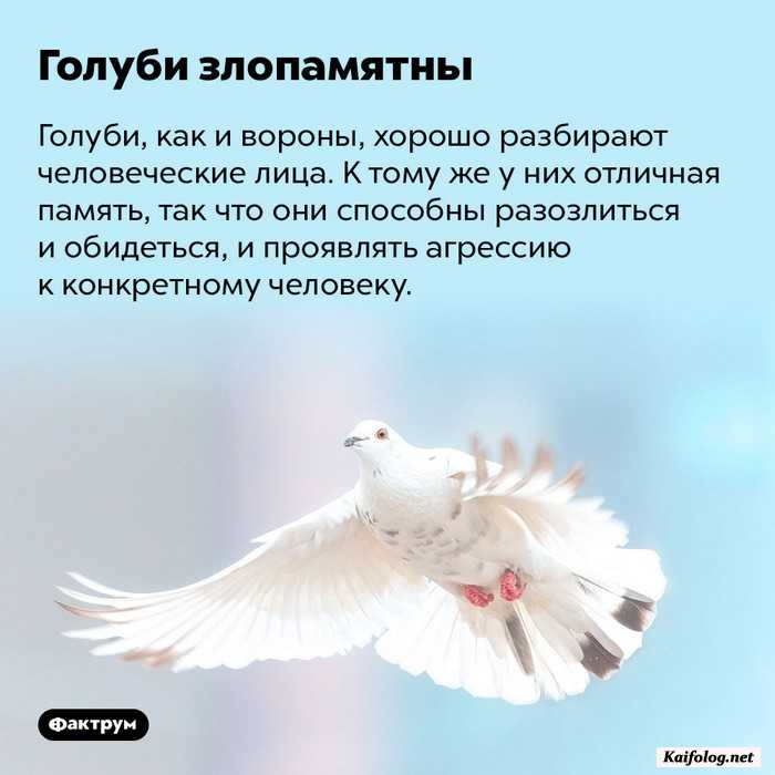 интересный факт картинка