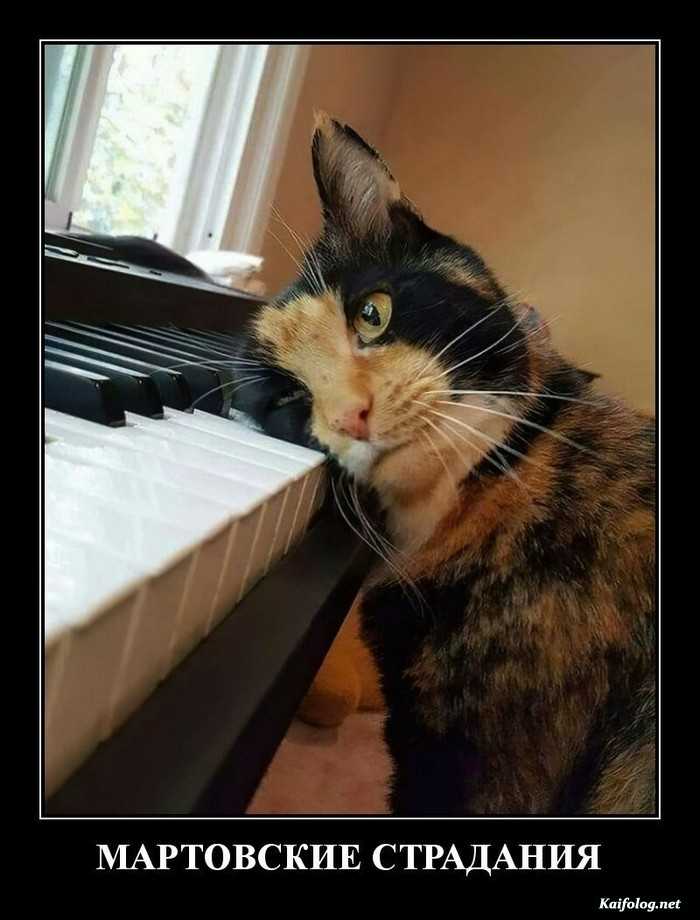 прикольный демотиватор
