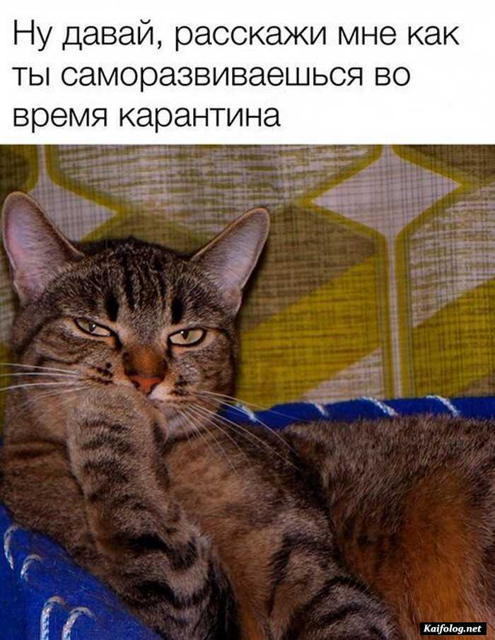 фотоприкол