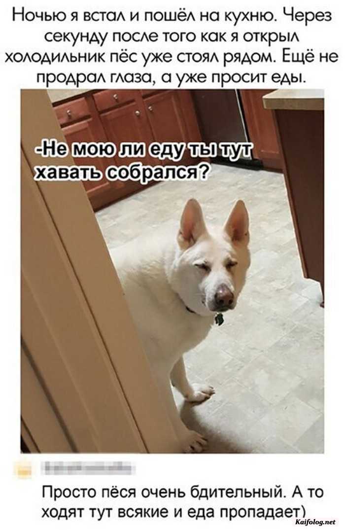 фотоприкол