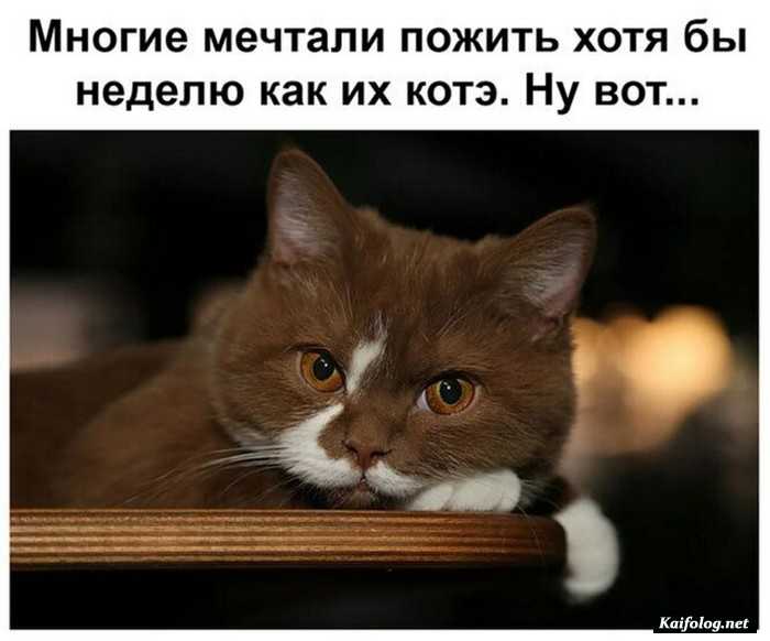 фотоприкол