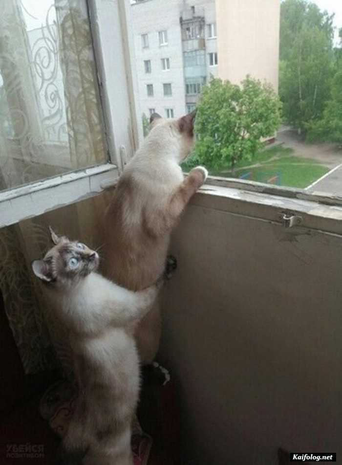 фотоприкол