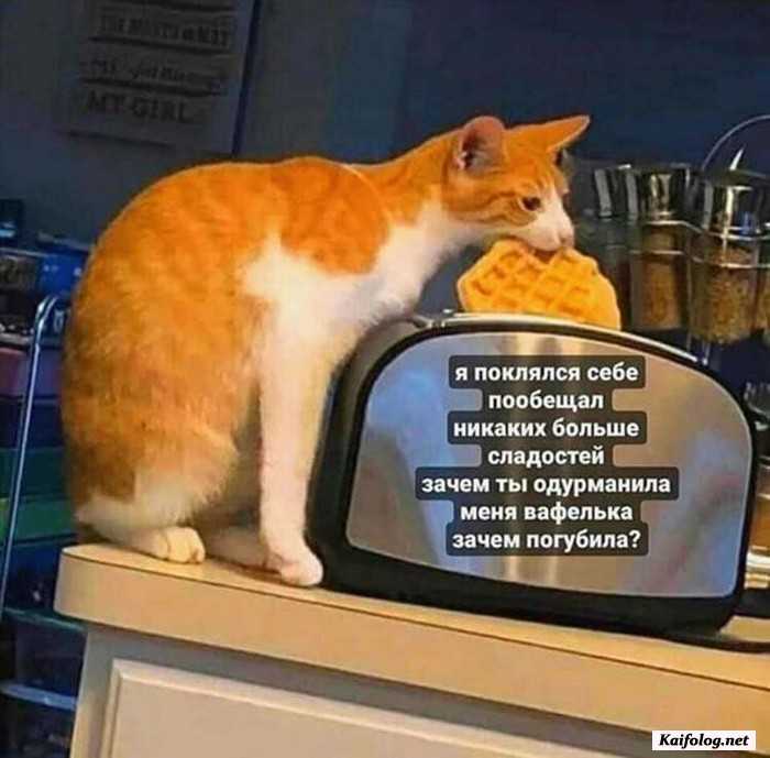 смешное фото